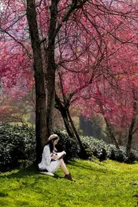 Sa Pa's Stunning Cherry Blossoms: Discover the Most Beautiful Season in the Mountain Town-3