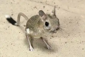 Unraveling the Mystery of the 'Miniature Kangaroo' Jerboa: A Master of Survival in Earth's Harshest Deserts. Discover its Superhuman Leaping Ability!-3