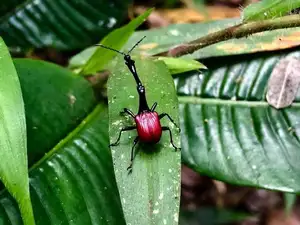 Discover the Madagascar Giraffe Weevil: A unique insect with an astonishingly long neck-5