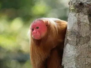 Discover the Red-faced Uakari Monkey: Unique Amazon Primate with an 'Unforgettable' Look-6