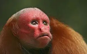 Discover the Red-faced Uakari Monkey: Unique Amazon Primate with an 'Unforgettable' Look-7