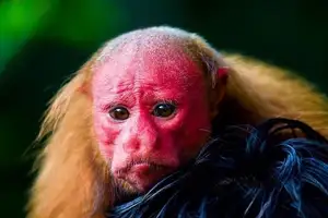 Discover the Red-faced Uakari Monkey: Unique Amazon Primate with an 'Unforgettable' Look-2