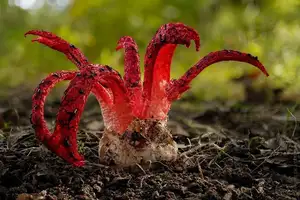 Witness the Devil's Fingers Mushroom Its surreal beauty bizarre shape and unforgettable corpse-like smell-3