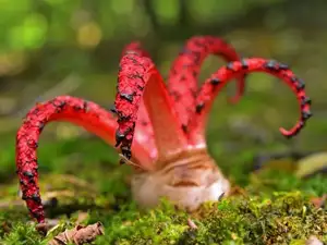 Witness the Devil's Fingers Mushroom Its surreal beauty bizarre shape and unforgettable corpse-like smell-2