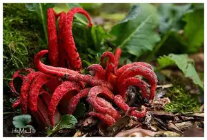 Witness the Devil's Fingers Mushroom Its surreal beauty bizarre shape and unforgettable corpse-like smell-1