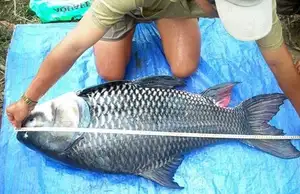 Giant Barb Unveiled: Why This Colossal Fish Commands-0