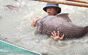 Giant Barb Unveiled: Why This Colossal Fish Commands-5