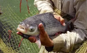 Giant Barb Unveiled: Why This Colossal Fish Commands-7