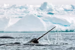 Discover the Narwhal: Arctic's Mysterious Animal with Unique Long Tusk | Ocean Secrets-5