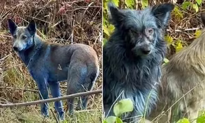 Unraveling the Mystery of Chernobyls Blue Dogs: A Unique Animal Phenomenon!-4