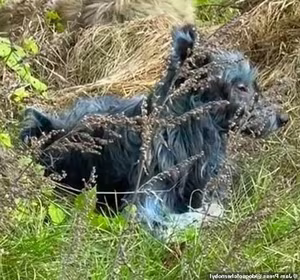 Unraveling the Mystery of Chernobyls Blue Dogs: A Unique Animal Phenomenon!-3
