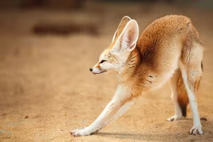 Discover the Fennec Fox: Tiny Wild Dog with Giant Ears, Sahara's Master of Survival-4