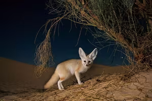 Discover the Fennec Fox: Tiny Wild Dog with Giant Ears, Sahara's Master of Survival-5