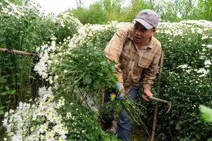 Hanoi Daisy Fields Bloom: A Farmer's Smile Amidst Pure White Autumn Splendor-4