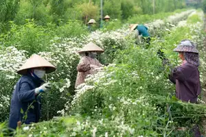 Hanoi Daisy Fields Bloom: A Farmer's Smile Amidst Pure White Autumn Splendor-3