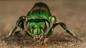 Orchid Bee: Dazzling Metallic Beauty, The Enchanting "Queen" of the Insect World-1