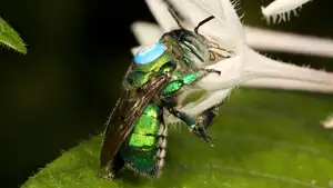 Orchid Bee: Dazzling Metallic Beauty, The Enchanting "Queen" of the Insect World-5