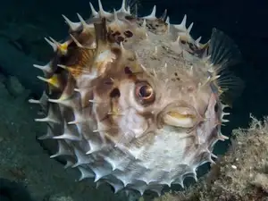 Close-up of Porcupinefish: Master of Defense with Sharp Spines, a Predator's Unforgettable Bite in the Deep Sea-1