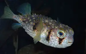 Close-up of Porcupinefish: Master of Defense with Sharp Spines, a Predator's Unforgettable Bite in the Deep Sea-6