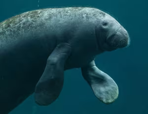 West Indian Manatee: Gentle Creature of Mermaid Legends. Discover its Underwater World!-4