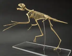 Epidexipteryx Dinosaur: Jurassic Creature with Peacock-like Feathers, Unique Teeth, and Avian Evolution Mystery-2