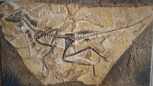 Epidexipteryx Dinosaur: Jurassic Creature with Peacock-like Feathers, Unique Teeth, and Avian Evolution Mystery-3