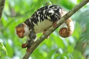 Uncover the Fascinating Truth About Oceania's Unique Cuscus-6