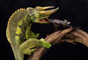 Unraveling the Chameleon: Africa's Master of Camouflage and Bizarre Reptile-6