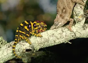 Unraveling the Chameleon: Africa's Master of Camouflage and Bizarre Reptile-5