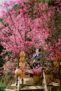 Discover Mù Cang Chải's Tớ Dày Flower Season: The Captivating Beauty of Northwestern Mountains Awaits You!-10