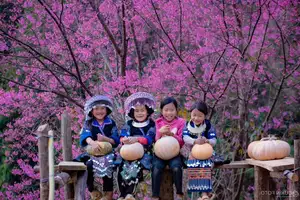 Discover Mù Cang Chải's Tớ Dày Flower Season: The Captivating Beauty of Northwestern Mountains Awaits You!-9
