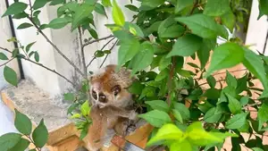 Rare Slow Loris: Adorable Red List Animal in Vietnam Needs Protection-6