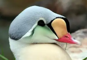 Discover the King Eider: Stunning Colors & Arctic Resilience Unveiled-7