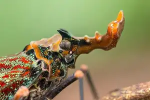 Bizarre Dragon-Headed Cicada - A Living Mythical Creature & Lucky Amulet-4