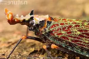 Bizarre Dragon-Headed Cicada - A Living Mythical Creature & Lucky Amulet-0