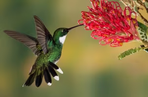 Discover the Tiny Hummingbird: Nature's Only Backward-Flying Animal Marvel-6