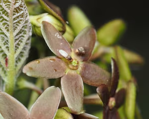 Discovery of Unique Plant: Flower Attracts Pollinators Using Dead Ant Scent-6
