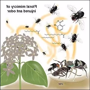 Discovery of Unique Plant: Flower Attracts Pollinators Using Dead Ant Scent-9