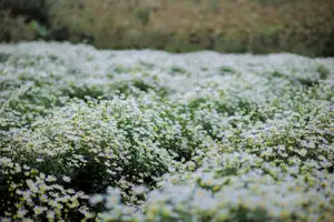 Moc Chau's Pure White Daisy Fields: A Muse Amidst a Floral Wonderland, Perfect for Stunning Photoshoots.-5