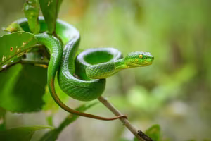 This Aggressive Green Pit Viper Attacks People During Its Peak Season, Stay Vigilant!-0