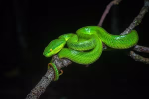 This Aggressive Green Pit Viper Attacks People During Its Peak Season, Stay Vigilant!-4