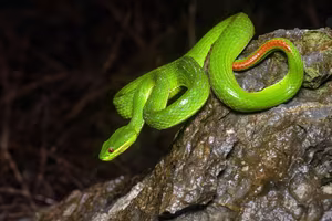 This Aggressive Green Pit Viper Attacks People During Its Peak Season, Stay Vigilant!-1