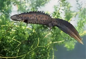 View - Northern Crested Newt: A Legendary Amphibian's Mysterious Underwater Beauty-8