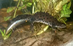 View - Northern Crested Newt: A Legendary Amphibian's Mysterious Underwater Beauty-4